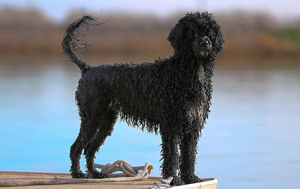 Португальская водяная собака — описание породы