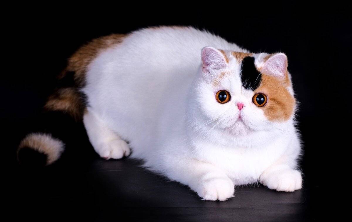 Экзотическая кошка: фото, описание породы, характера, здоровья