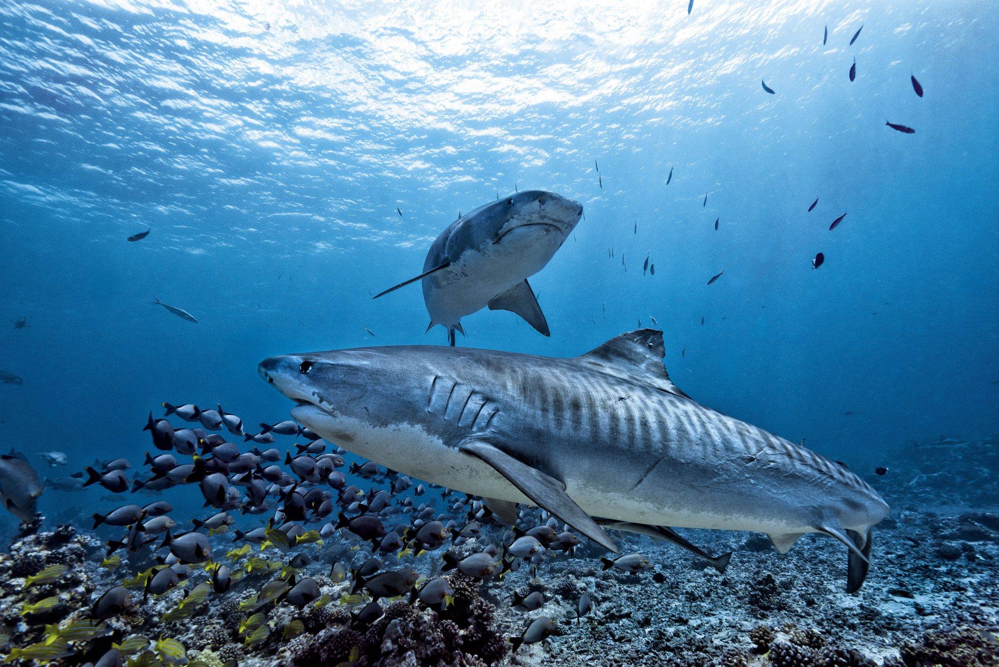 Сельдевые или ламновые акулы: все о жизни этих хищников