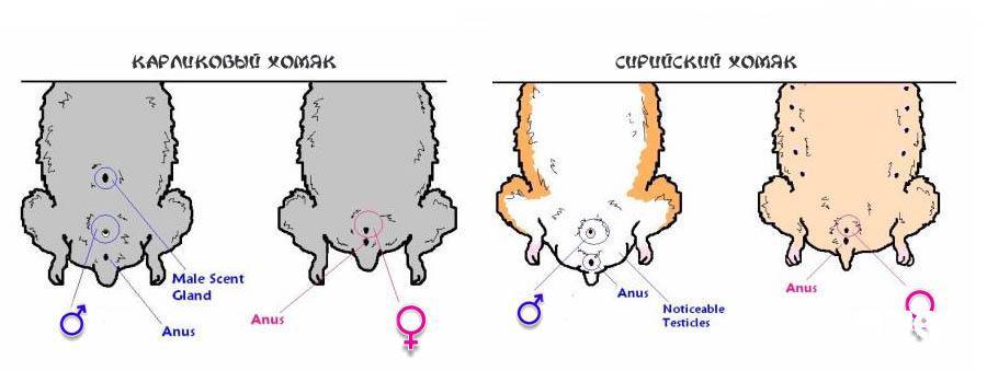 ᐉ как определить пол хомяка и отличить мальчика от девочки, самцы и самки джунгарских и сирийских пород - zoopalitra-spb.ru
