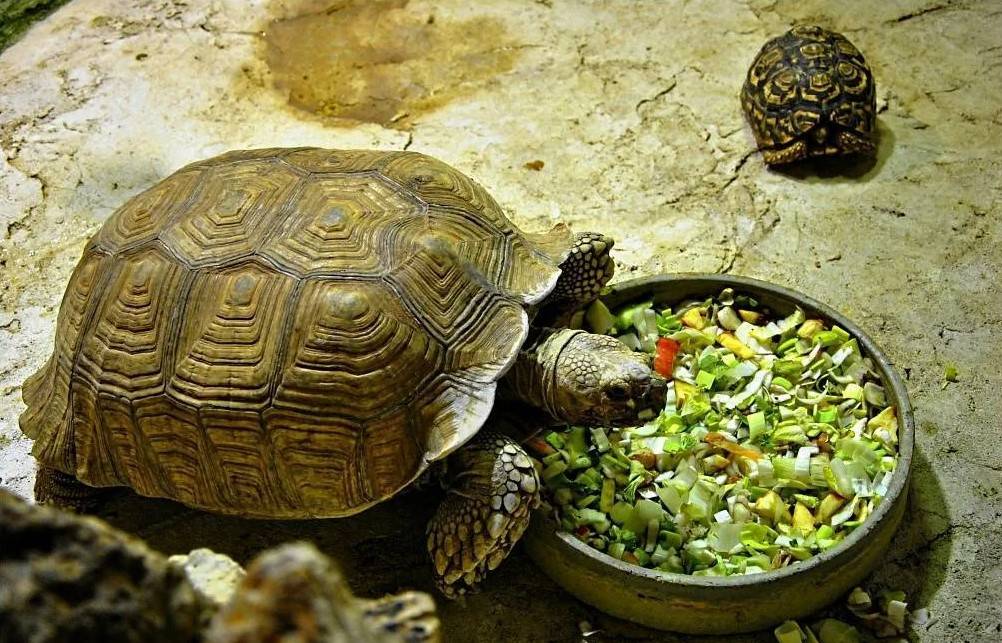 Чем кормить речную черепаху