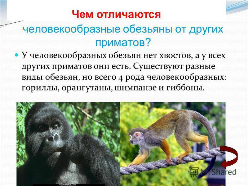 Гиббоны: что это за обезьяны?