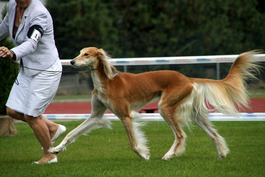 Топ-10 самых быстрых пород собак в рейтинге zuzako