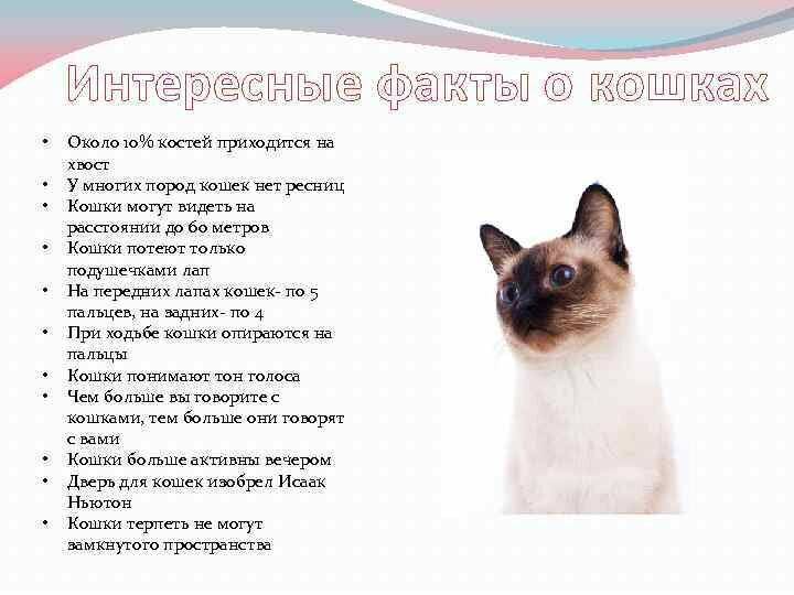 Интересные факты о кошках, о которых вы не знали