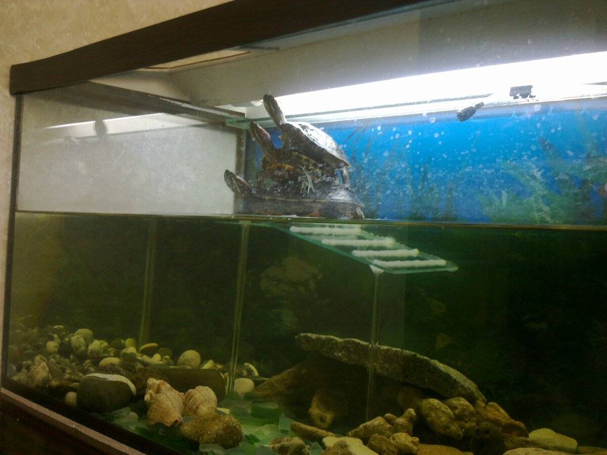 Аквариум для красноухой черепахи: содержание,уход,фото,описание.