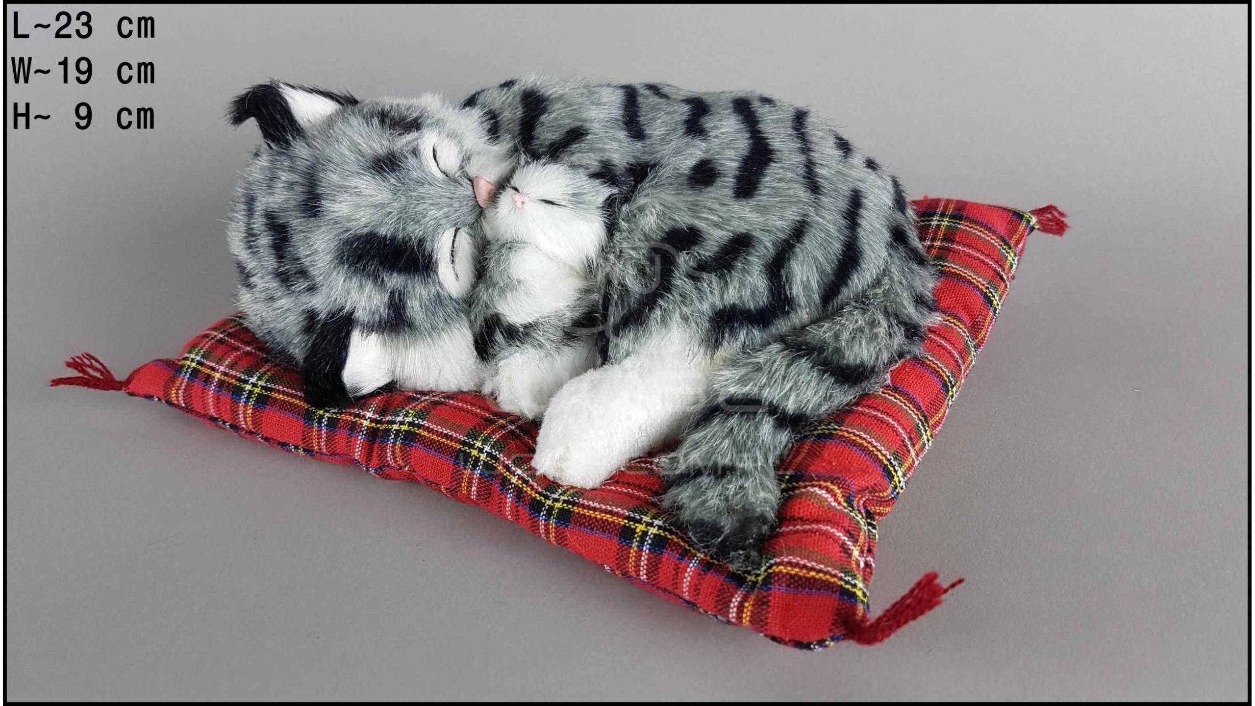 К чему спит кот на столе: народная примета - как и в какой позе отдыхает кошка?