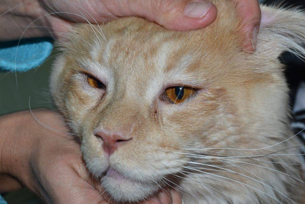 Третье веко у кошки: лечение, причины, профилактика