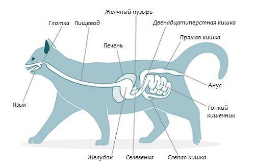 Синдром конского хвоста у кошек | звери дома