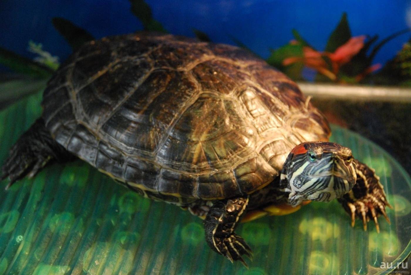 Исследовательский проект «дрессировка черепахи в домашних условиях»