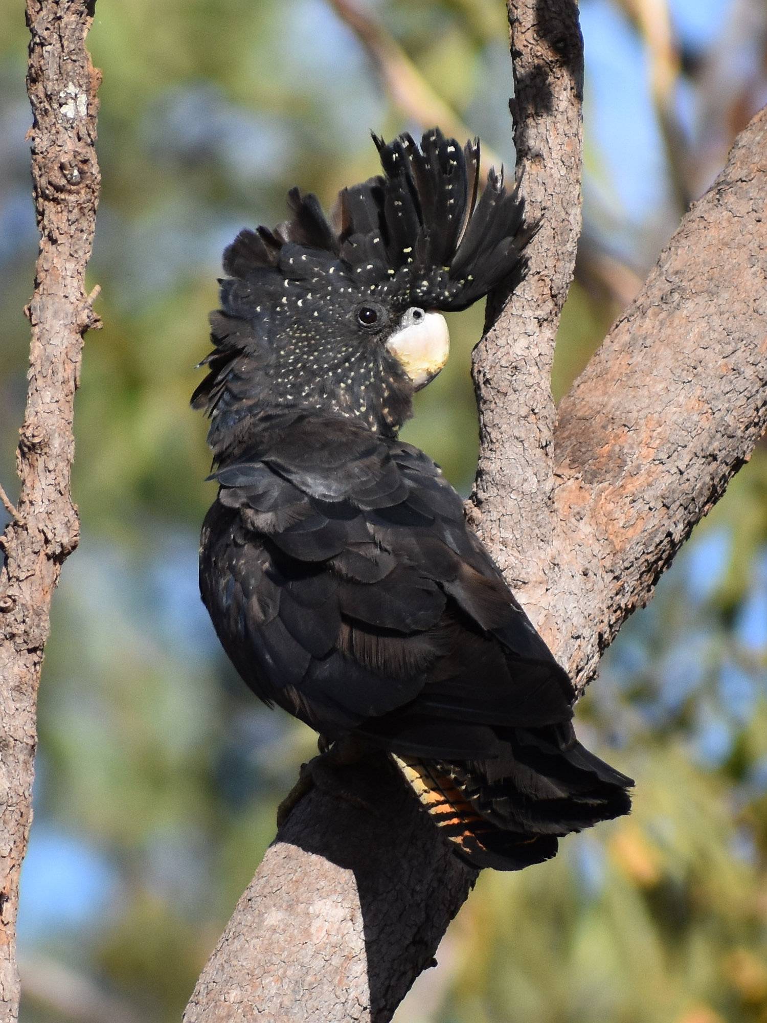 Черный пальмовый какаду — яркая и необычная птица | pet7