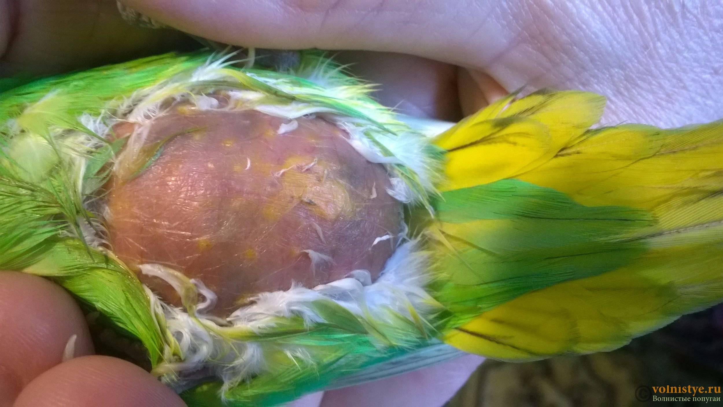 Липома у волнистого попугая, шишка или опухоль