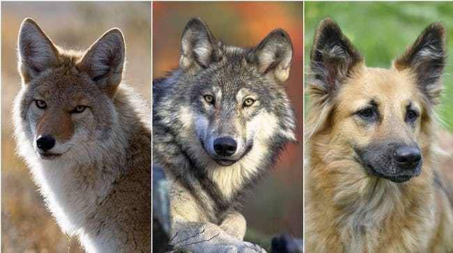 Волкособы: для каких целей вывели гибридов собак и волков