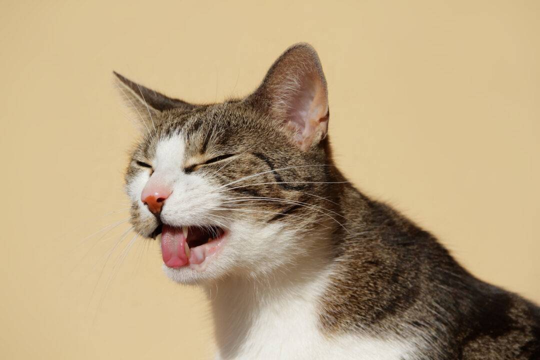 7 причин почему у кошки текут слюни - что делать