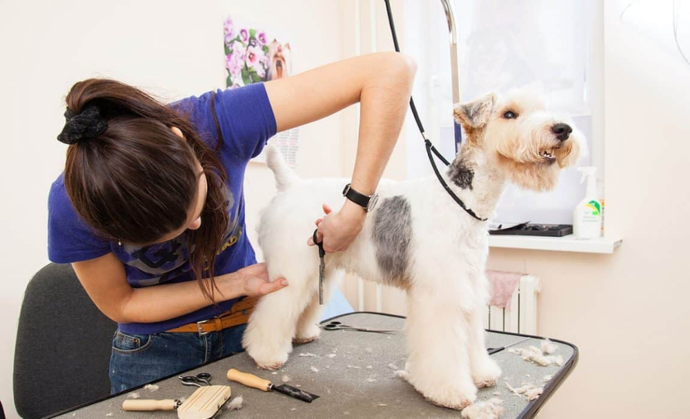 ᐉ зачем вашей собаке нужен грумер - ➡ motildazoo.ru