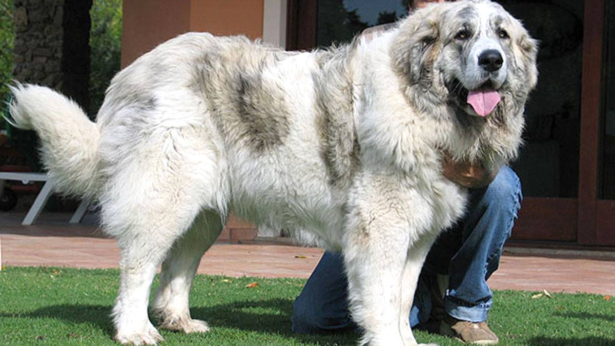 Самые большие собаки — крупные породы с фото, названиями и описаниями