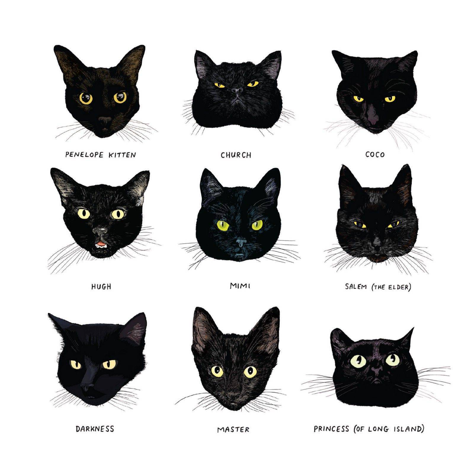 Черно-белые коты и кошки: описание и характеристика породы
