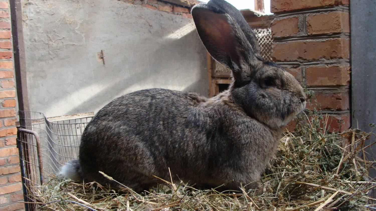 ᐉ кролики породы бельгийский великан (фландр): описание, разведение и содержание в домашних условиях - zooon.ru
