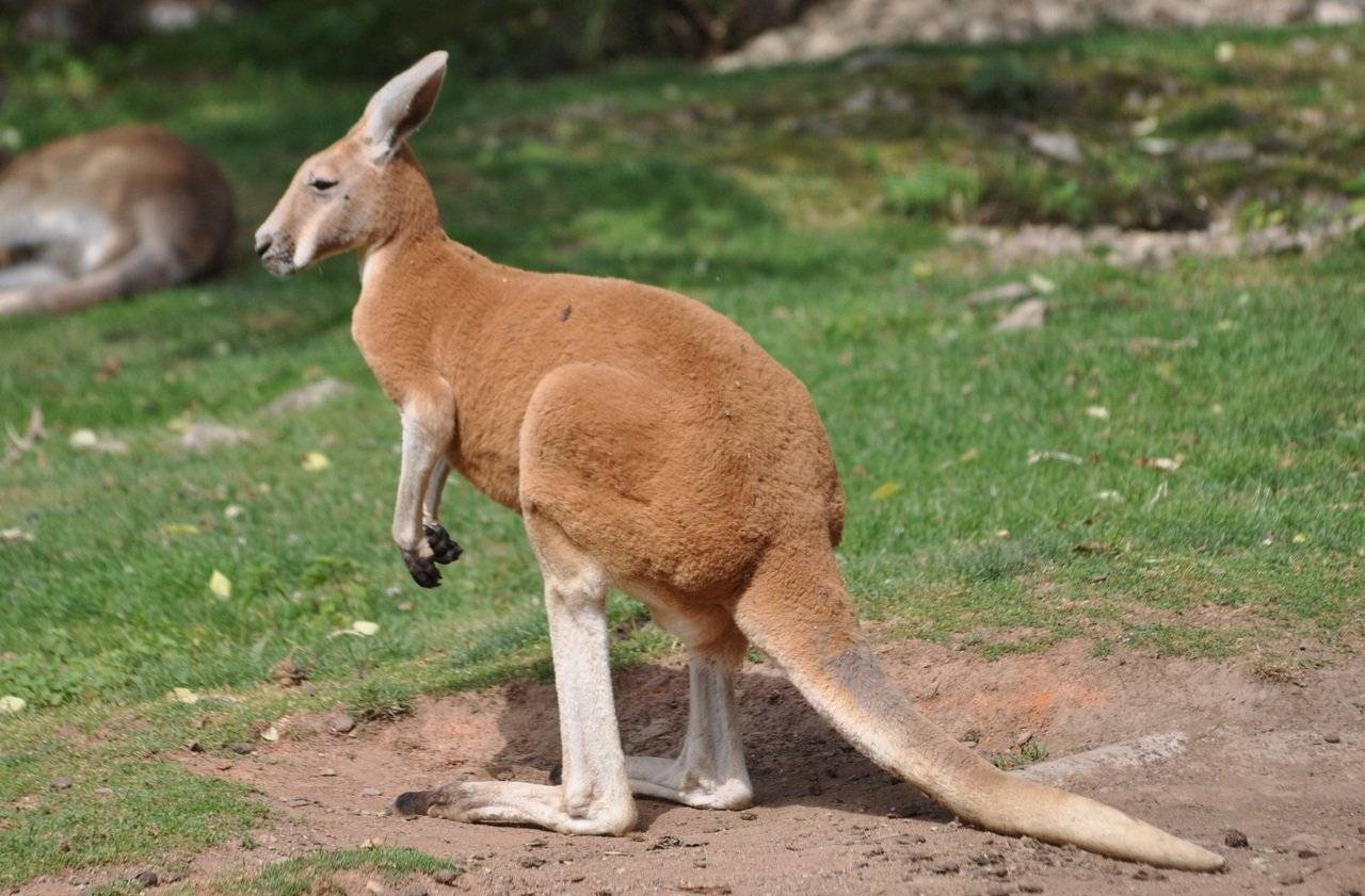 Удивительные факты об австралийских сумчатых животных