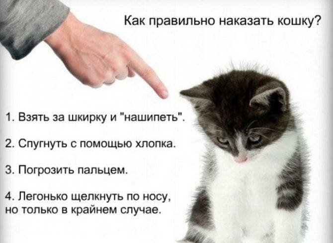Как понять кошку и жить с ней дружно - учимся говорить с питомцем на одном языке