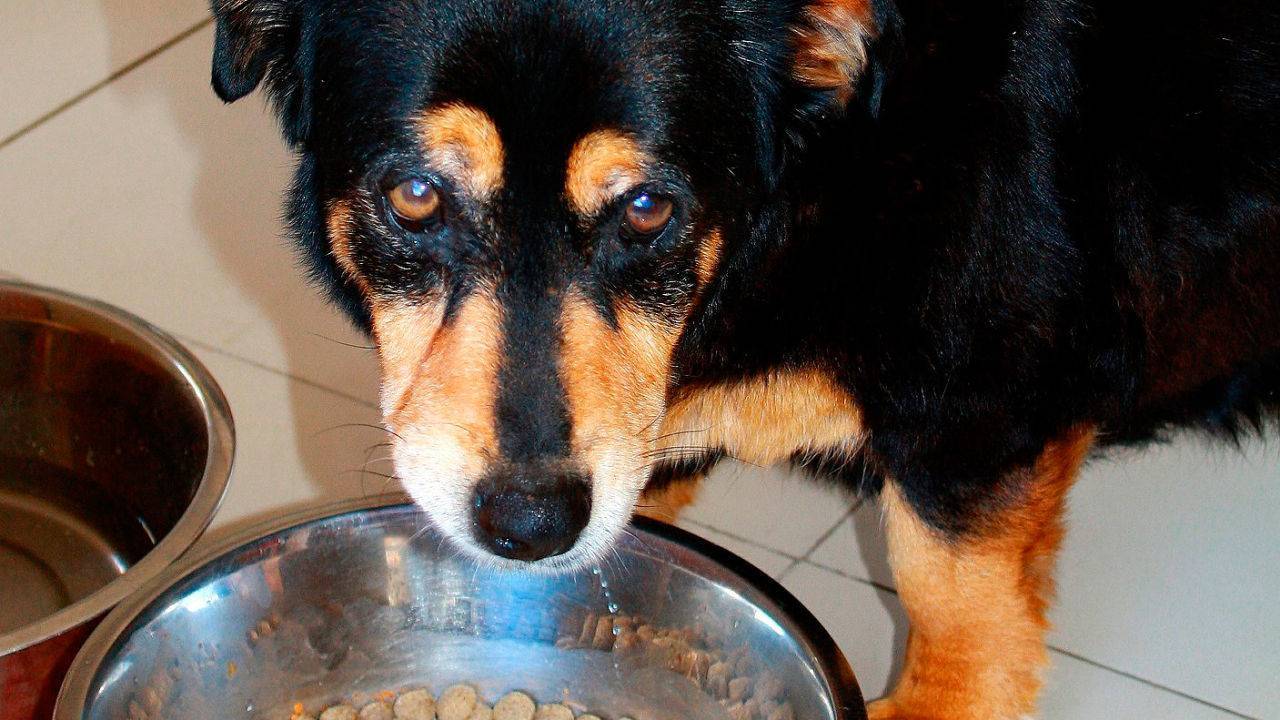 Почему собака ест кал и что делать