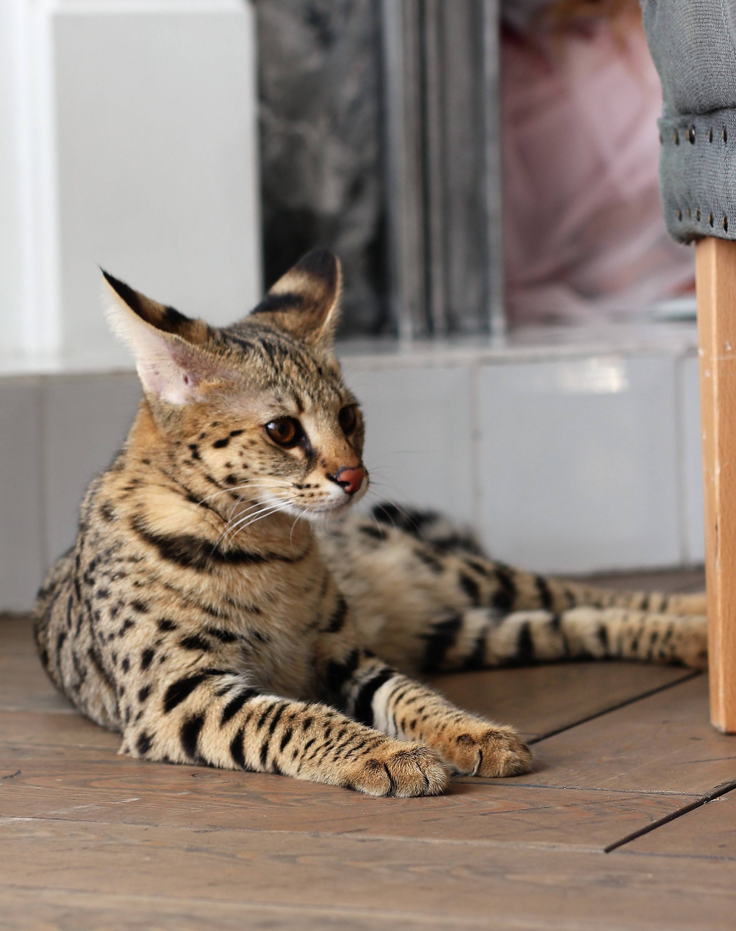 Топ-10 самых красивых пород кошек в мире