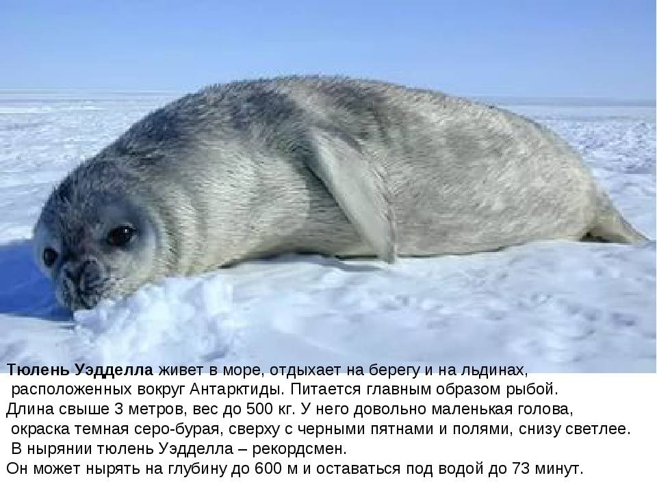 Тюлень Уэдделла: описание и образ жизни тюленя