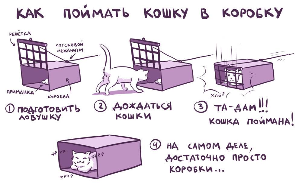 Как приручить дикого кота - wikihow