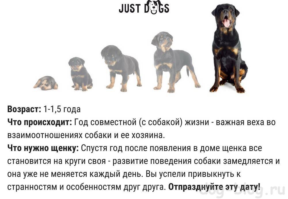 ᐉ что значит алиментный щенок? - zooshop-76.ru
