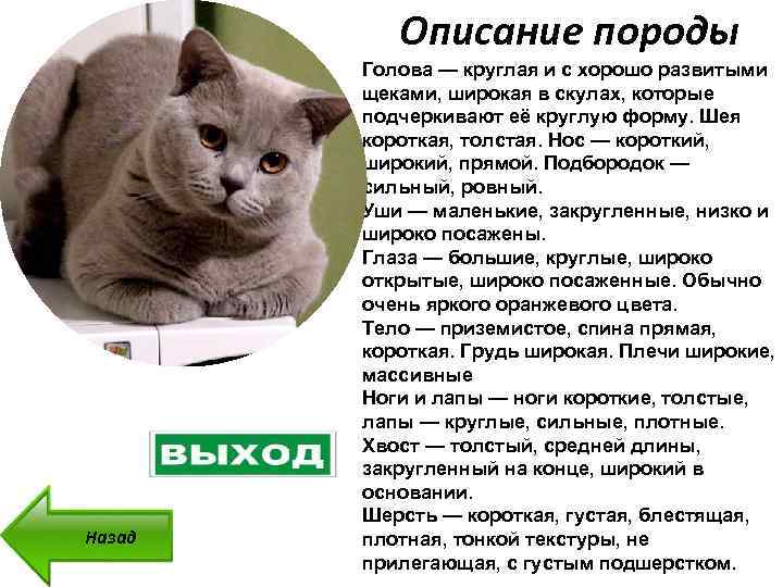 Британская кошка: описание породы, характер, особенности ухода  - mimer.ru
