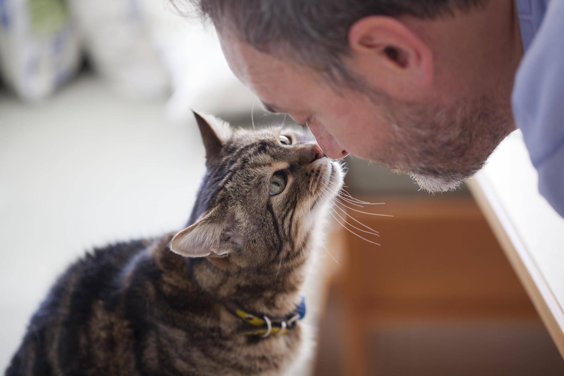 Глухота у кошек: что делать, причины, симптомы