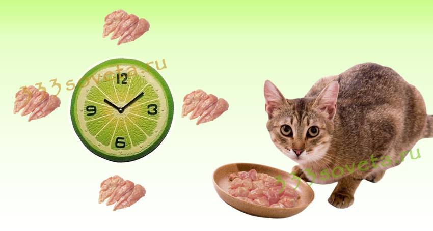 Варианты кормления кошки больной мочекаменной болезнью: примеры лечебного питания