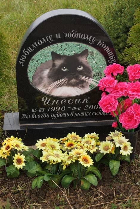Где и как правильно похоронить кошку - oozoo.ru