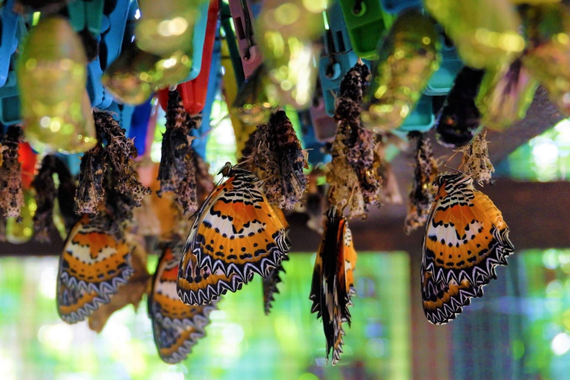 3 музея бабочек в санкт-петербурге - фото, описание, стоимость
