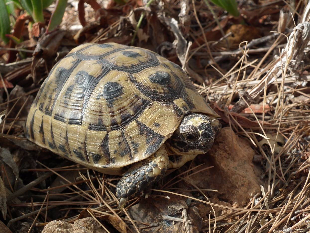 Все о сухопутной черепахе: описание, виды, где живет, сколько живет