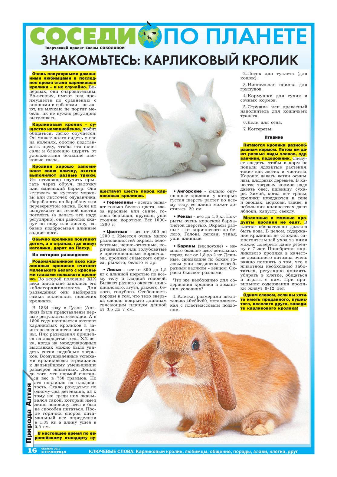 Карликовые кролики: уход и содержание, виды, что едят