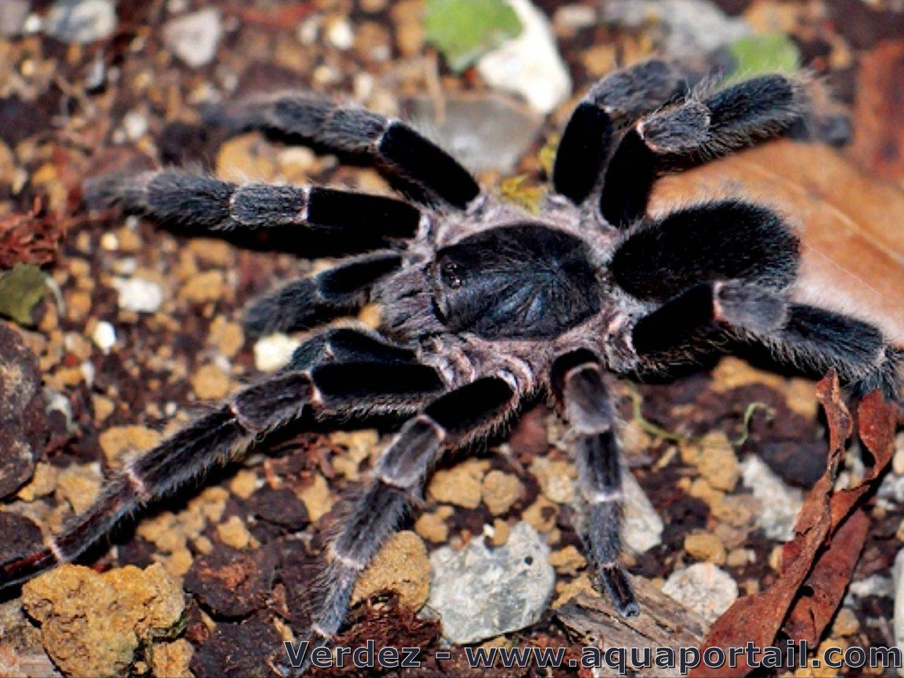 Самый огромный паук в мире: описание, название и интересные факты