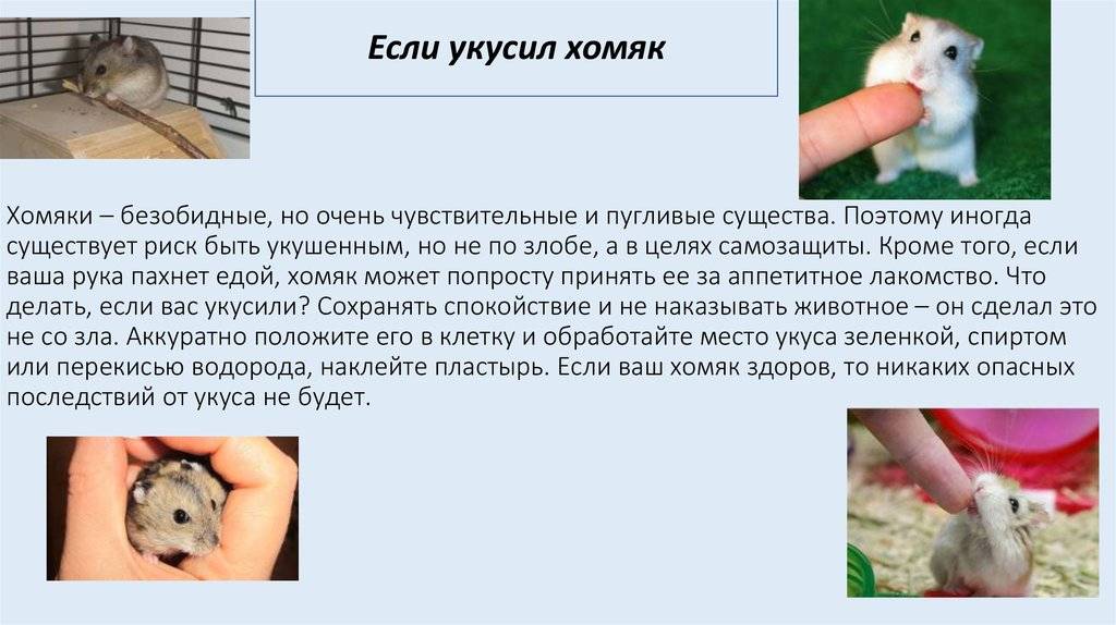 Укусил хомяк до крови: что делать и как отучить от этого животное. | parnas42.ru