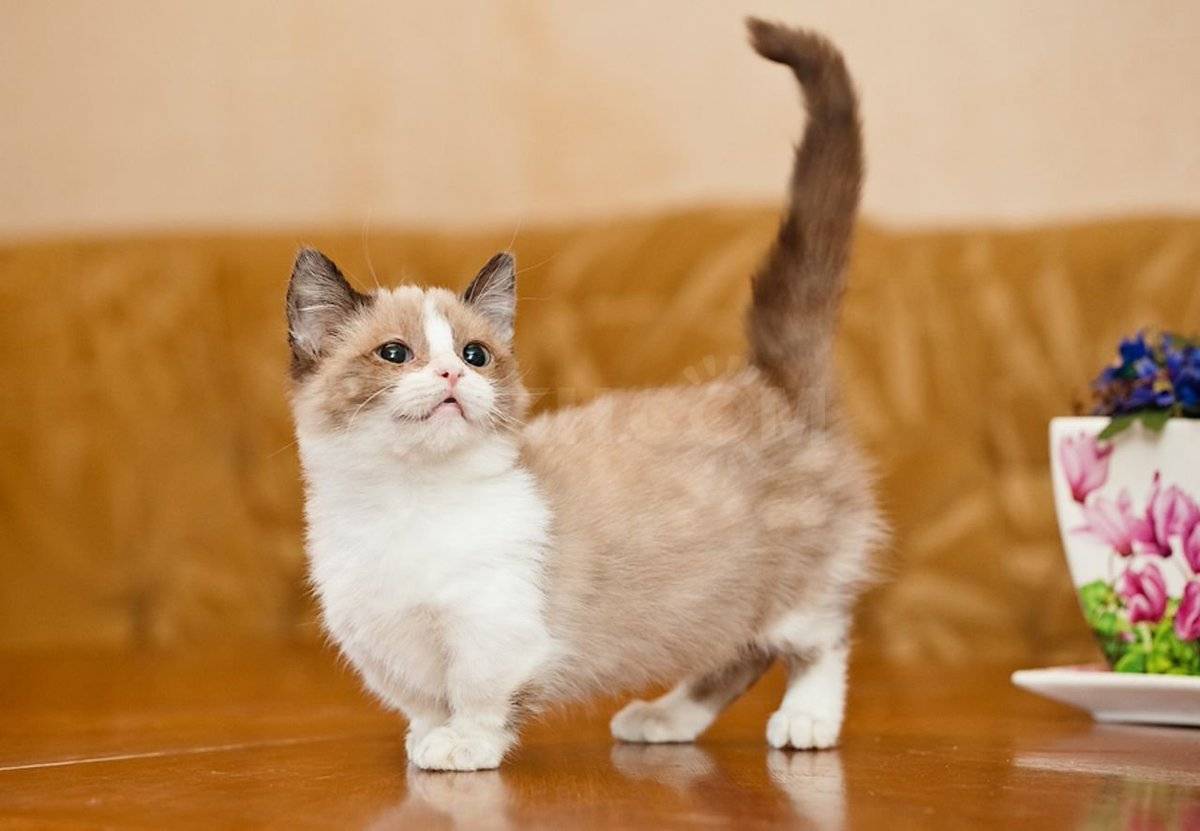 20 самых популярных пород кошек с описанием и фото