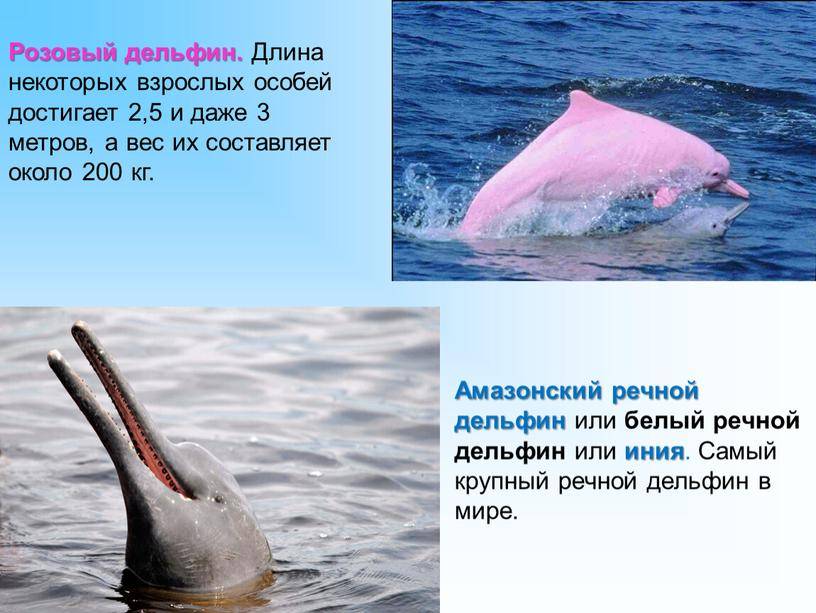 Речной дельфин: описание и фото :: syl.ru