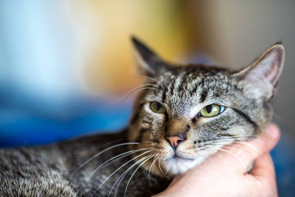 Почему беспородные кошки самые популярные домашние питомцы?