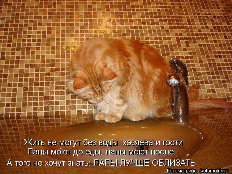 Кошка без воды — сколько может прожить, особенности и возможные последствия обезвоживания (125 фото)