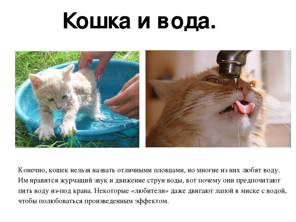 Почему кошки боятся воды — причины страха купания