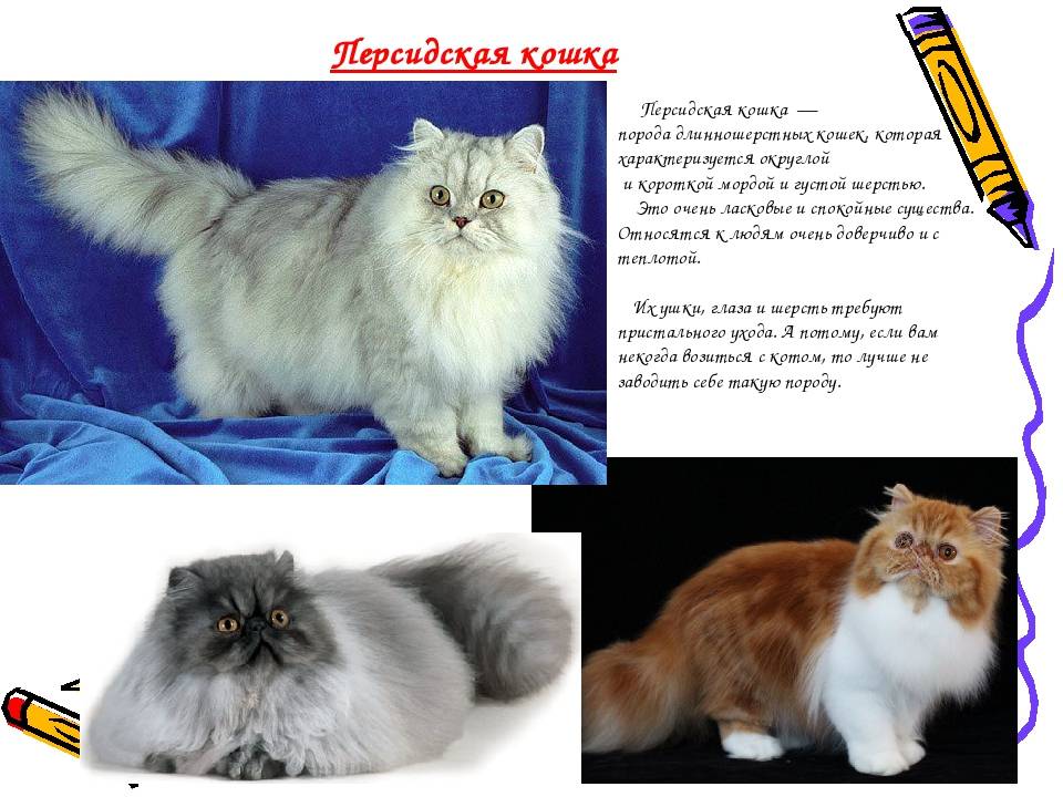 Персидская шиншилла: описание породы и характера кошек