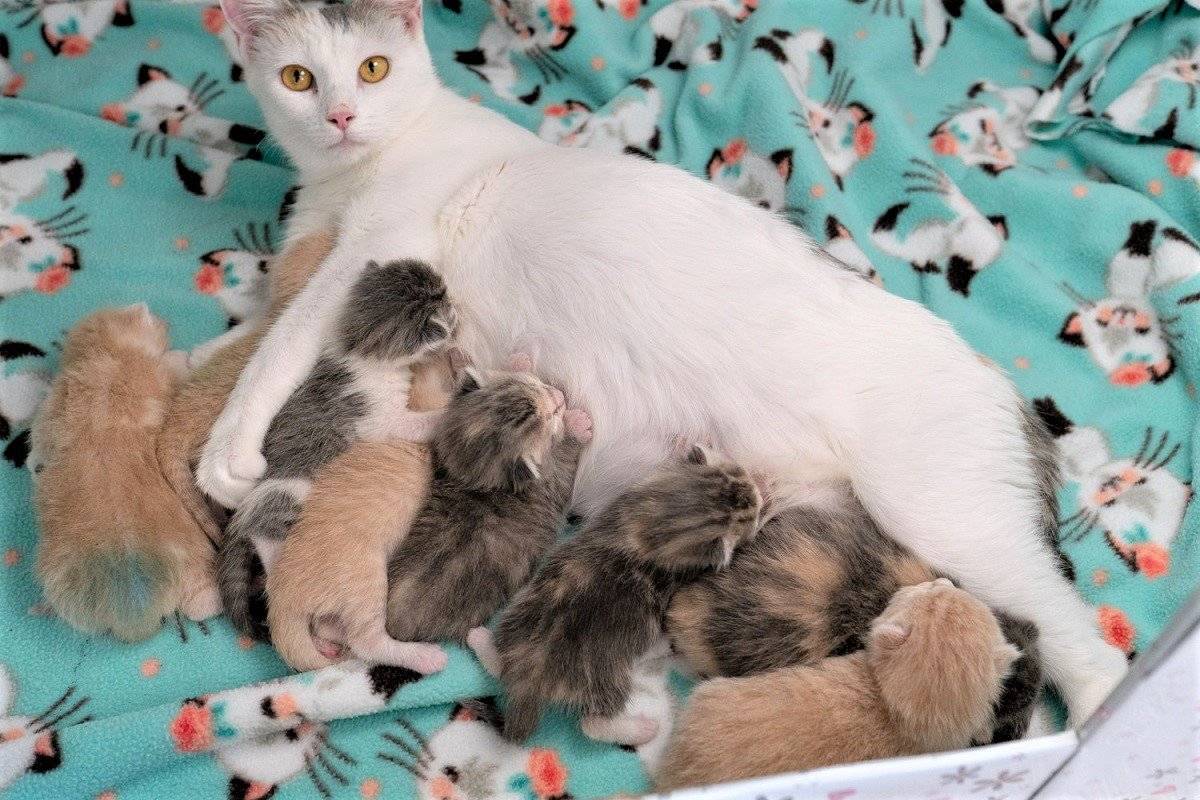 Сколько котят может родить кошка в первый раз?