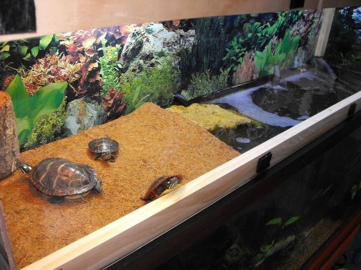 ᐉ островок для красноухой черепахи: как сделать своими руками, из чего - kcc-zoo.ru