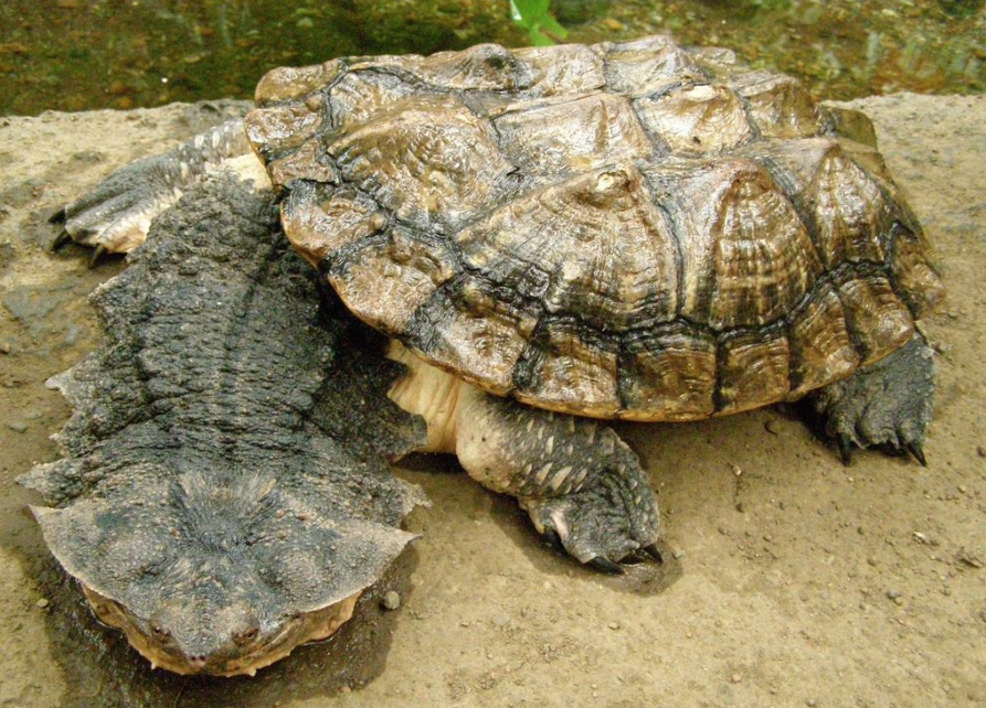 Черепаха матамата или бахромчатая черепаха - наши домашние друзья