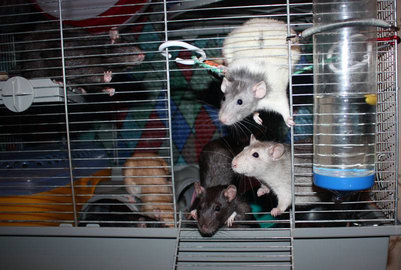 Крыса домашняя: как ухаживать за декоративными крысками, их содержание и кормление.