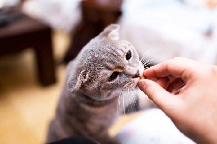 Как приучить кошку к рукам: быстро и просто