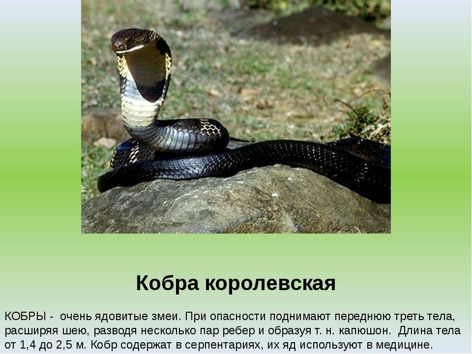 Кобра – фото, описание, виды, где обитает, чем питается, яд змеи