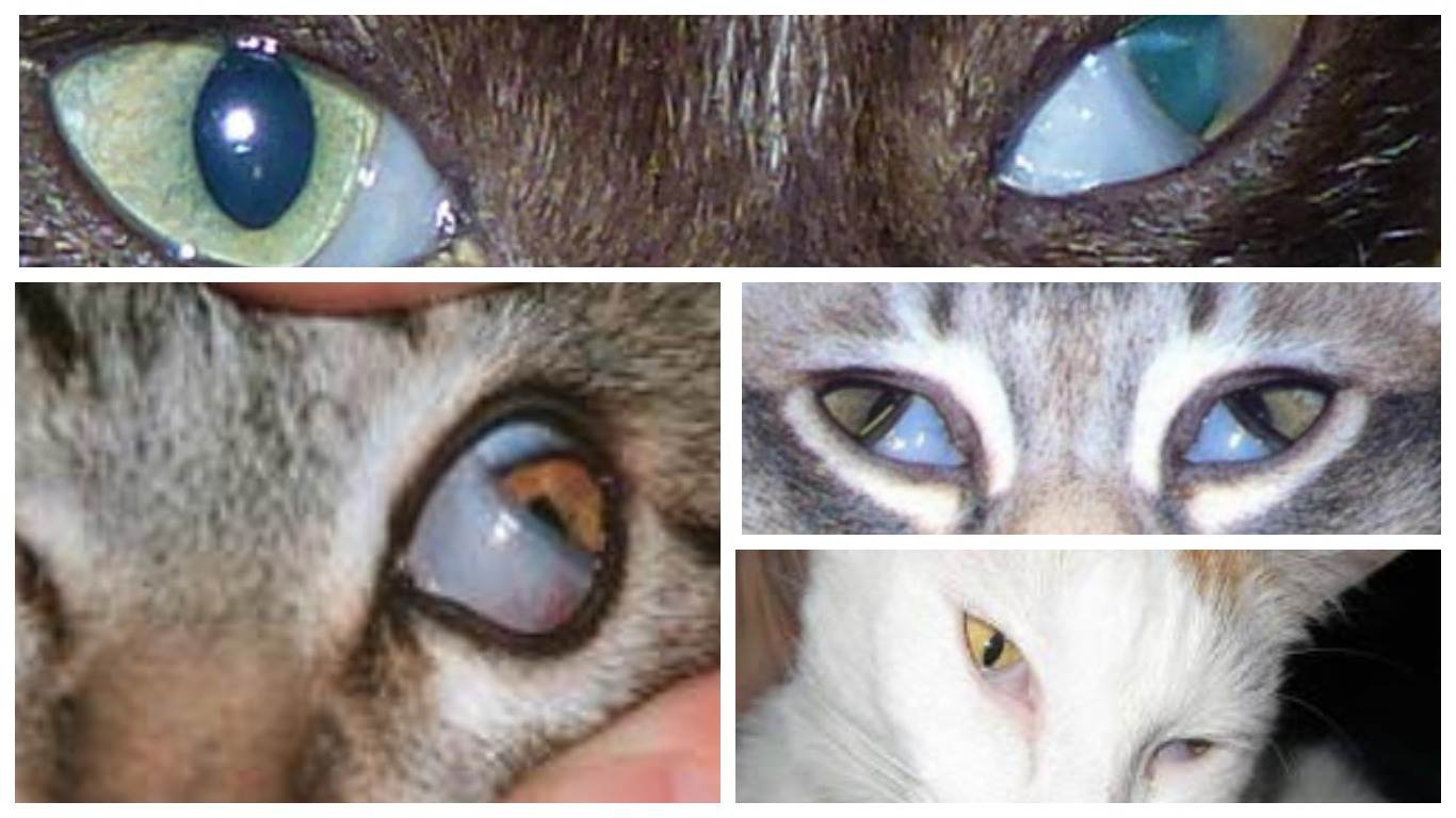 Кератит у кошек: описание заболевания и лечение воспаления роговицы